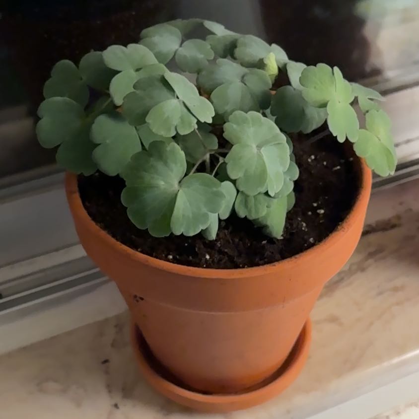 Photo of the plant species European Columbine by @Conswan42 named Bella on Greg, the plant care app