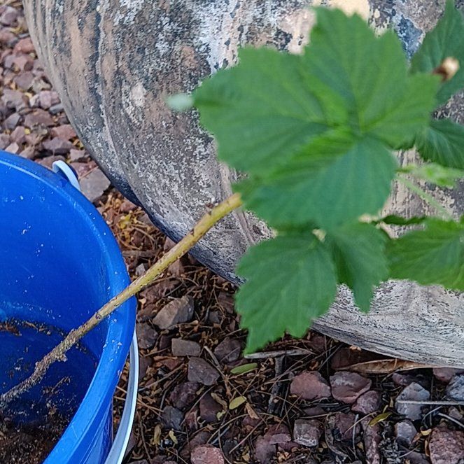 Photo of the plant species Wine Raspberry by @ForcefulTearose named Khaleesi on Greg, the plant care app