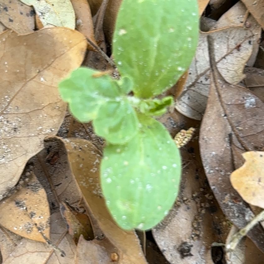 Photo of the plant species Grassleaf Spurge by @VastLungwort38 named Sol on Greg, the plant care app