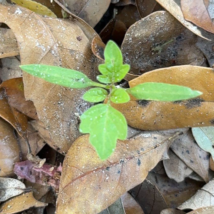 Photo of the plant species Grassleaf Spurge by @VastLungwort38 named Kylie on Greg, the plant care app