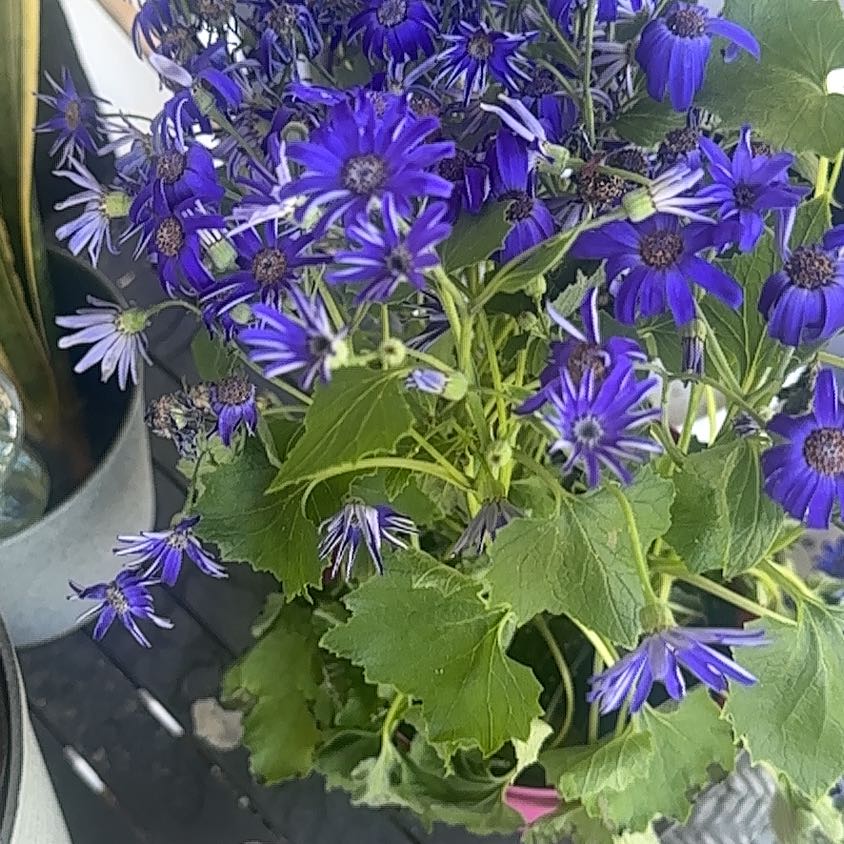 Photo of the plant species New England Aster by @SecureTauhinu39 named Queen on Greg, the plant care app