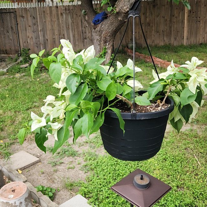 Photo of the plant species Lesser Bougainvillea by @BabyChisme57 named Taylor Swift on Greg, the plant care app