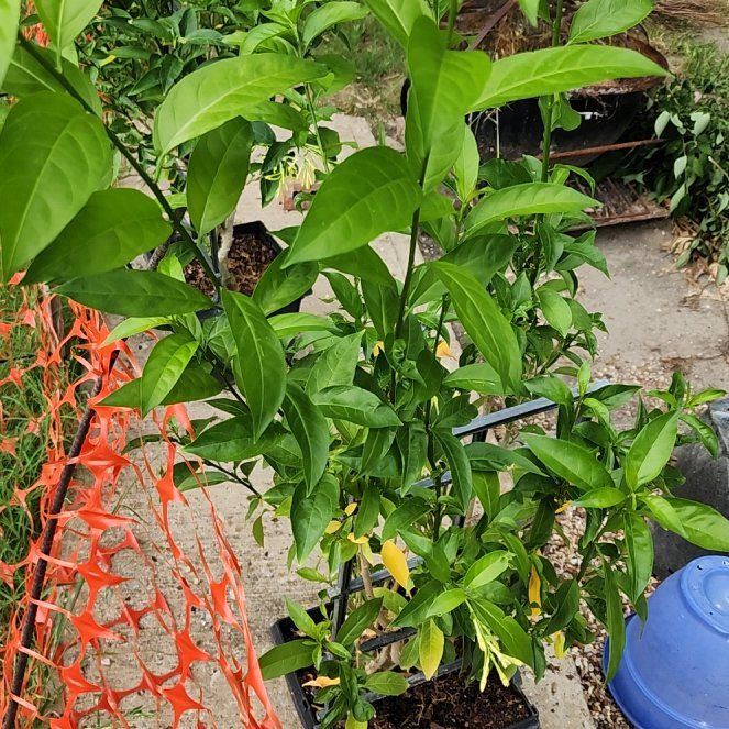 Photo of the plant species Night-Blooming Jessamine by @BabyChisme57 named Orwell on Greg, the plant care app