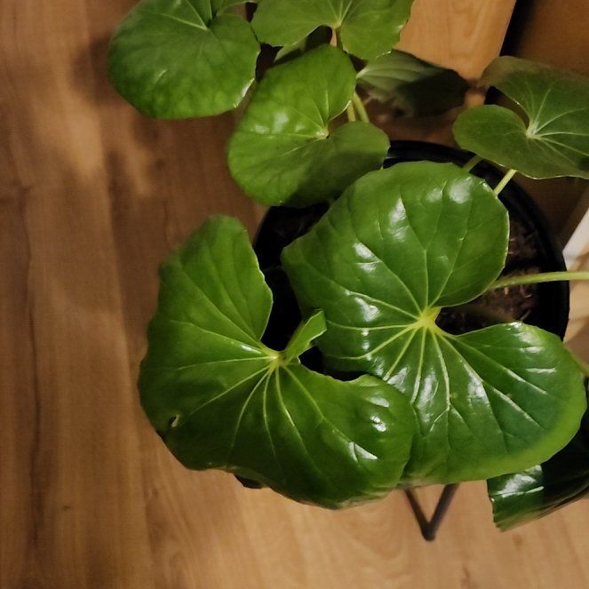 Photo of the plant species Leopard Plant by @BabyChisme57 named Baesil on Greg, the plant care app