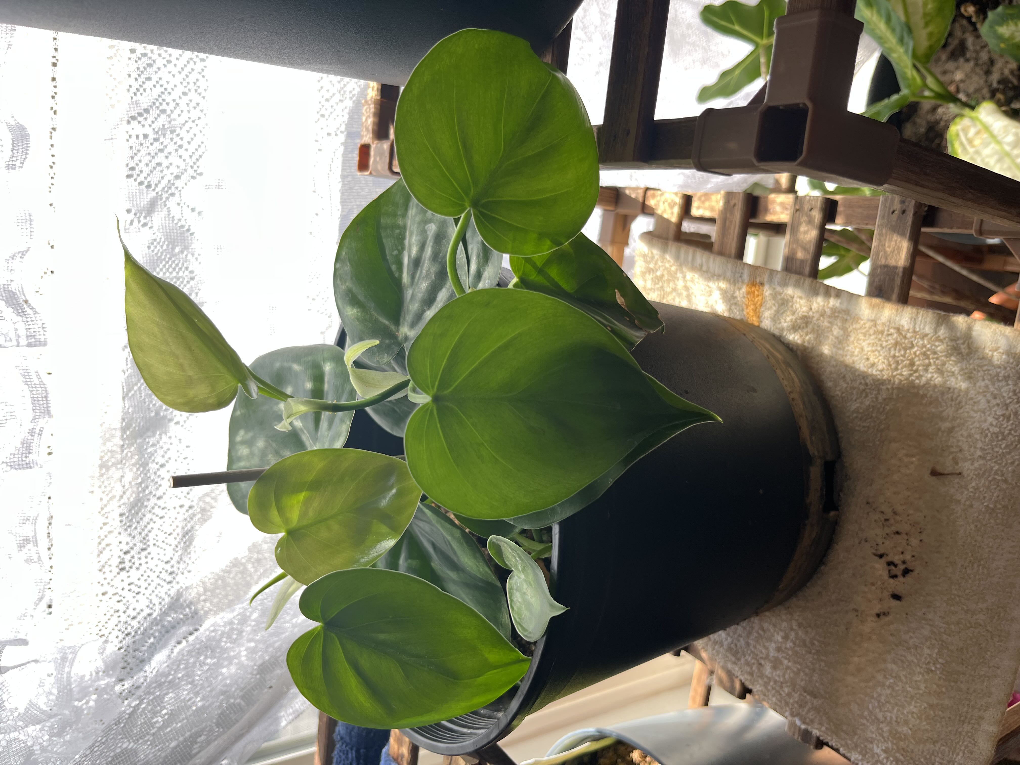 Photo from the post