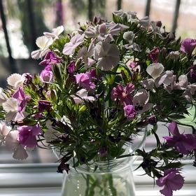 Photo of the plant species Garden Phlox by @CoolBogbirch10 named Kendall on Greg, the plant care app