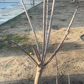 Photo of the plant species Vitex Agnus-Castus by @AceTaraire40 named Achilles on Greg, the plant care app