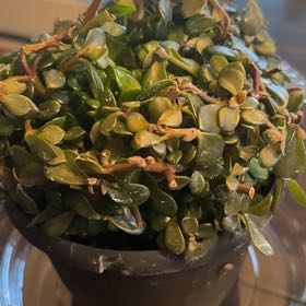 Photo of the plant species Trailing Elephant Bush by @CapableClusia11 named Robert Plant on Greg, the plant care app