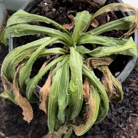 Photo of the plant species Recao by @EffortlessRimu7 named ChloroPhil on Greg, the plant care app