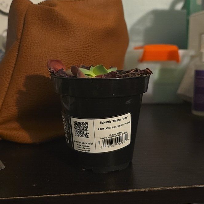Photo of the plant species Echeveria 'Autumn Flame' by @FitBlackgrass57 named Bodhi on Greg, the plant care app
