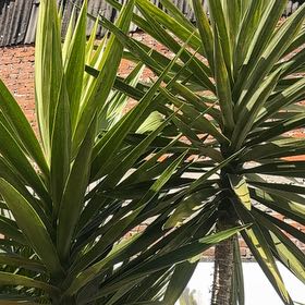 Photo of the plant species Aloe Yucca by @AssuredCactus49 named Willow on Greg, the plant care app