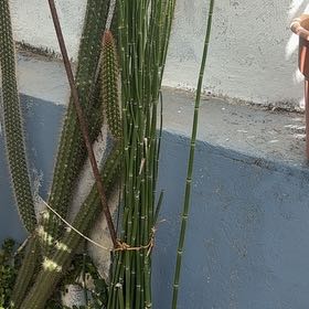 Photo of the plant species Mexican Night-Bloom Cereus by @AssuredCactus49 named Demi on Greg, the plant care app