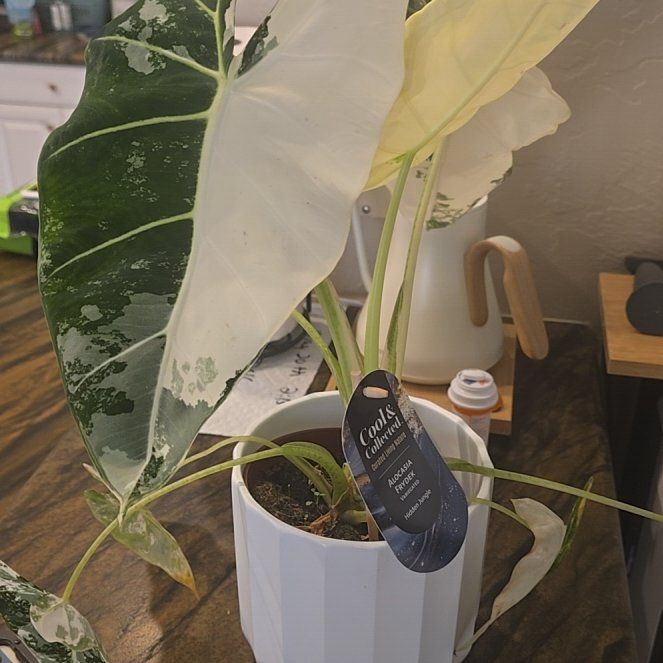 Photo of the plant species Alocasia Frydek by @FairHedera12 named Miley on Greg, the plant care app