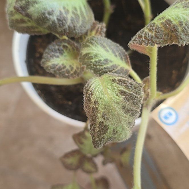 Photo of the plant species Episcia 'Gray Lady' by @FairHedera12 named Aria on Greg, the plant care app