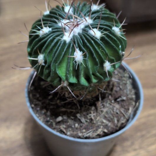 Photo of the plant species Echinofossulocactus Phyllacanthus v. Violaciflora by @ComicTwister82 named Ouchie on Greg, the plant care app