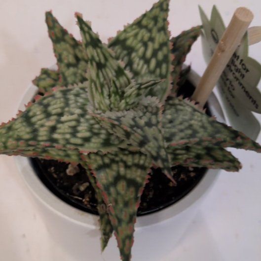 Photo of the plant species Firecracker by @ComicTwister82 named Alowavera on Greg, the plant care app
