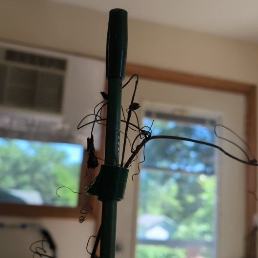 Photo of the plant species Passion Vine by @ComicTwister82 named Jumanji on Greg, the plant care app