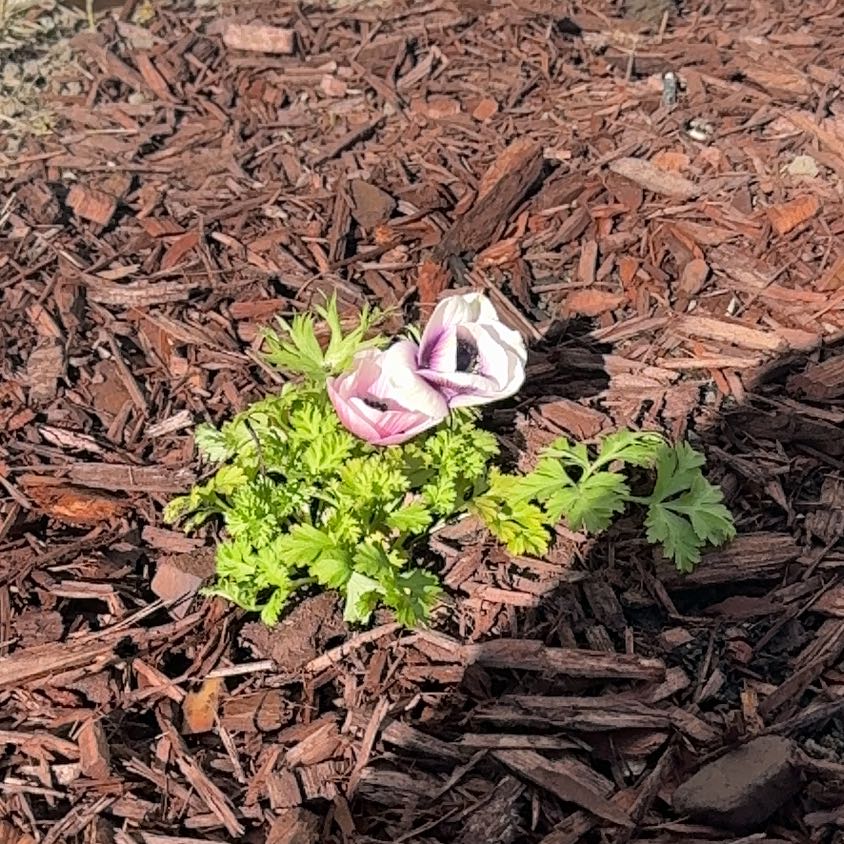 Photo of the plant species Poppy Anemone by @ErinBee named Poppy on Greg, the plant care app