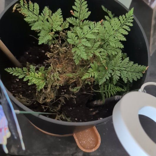 Photo of the plant species Davallia Fern by @momma70 named Queen on Greg, the plant care app