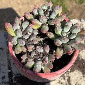 Photo of the plant species Pachyphytum 'Starburst' by @AnewPecan20 named Wall-E on Greg, the plant care app