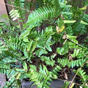 Photo of the plant species Sickle Fern by @BestChosmo87 named Khaleesi on Greg, the plant care app