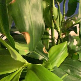 Photo of the plant species Scarlet Spiral-Ginger by @AceColtsfoot91 named Leaf Erickson on Greg, the plant care app