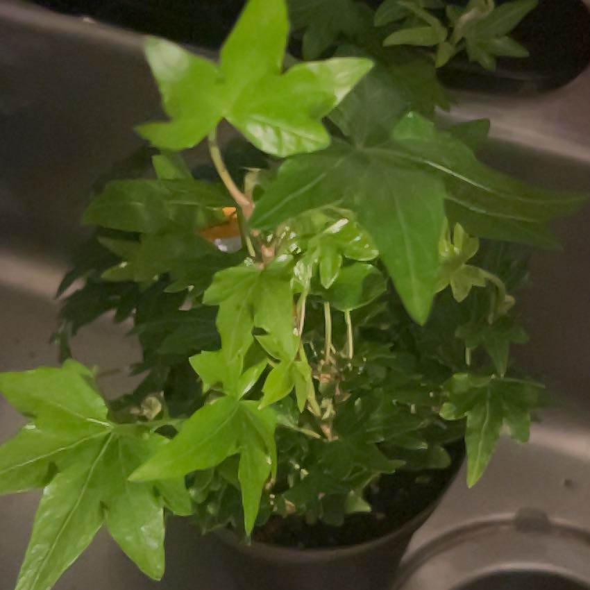 Photo of the plant species Pixie Dixie Ivy by @SensuousIvy5 named Leonardo on Greg, the plant care app
