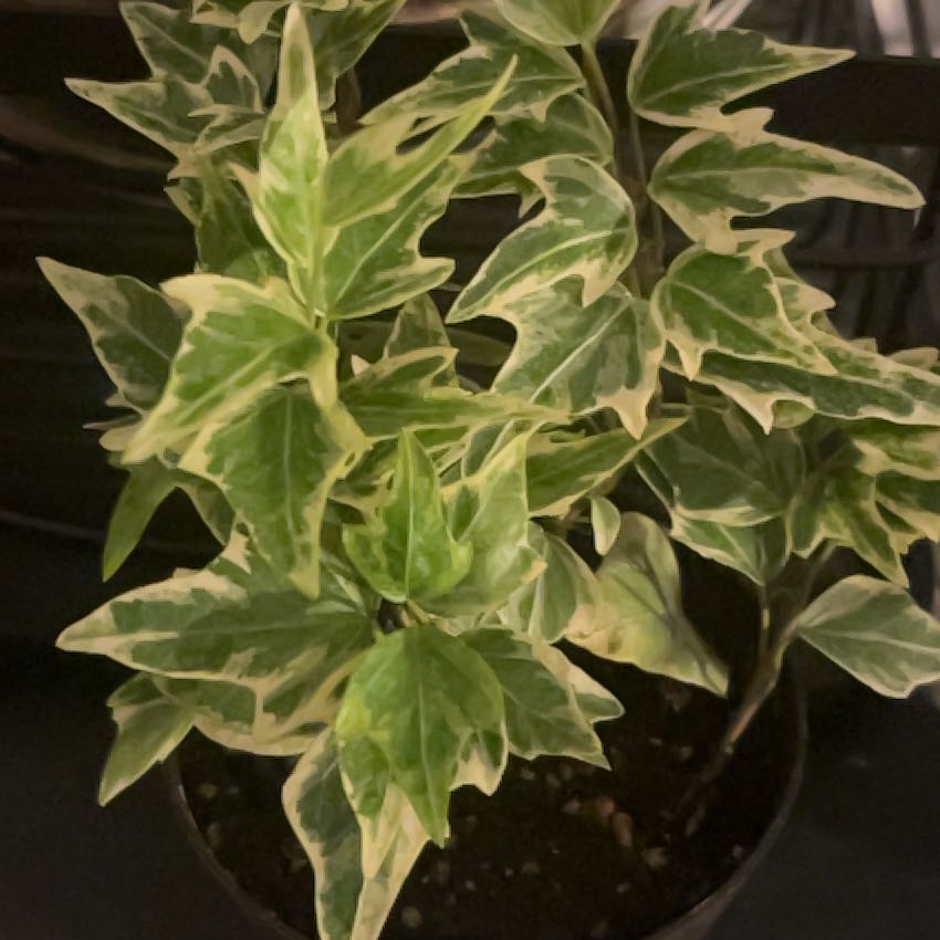 Photo of the plant species Mini Adam Ivy by @SensuousIvy5 named Leaf Erickson on Greg, the plant care app