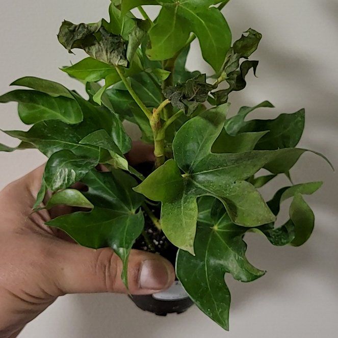 Photo of the plant species Pia Tree Ivy by @PetBeachrose2 named Osmo on Greg, the plant care app