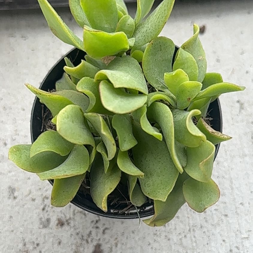 Photo of the plant species Crassula by @LeadRedvein50 named Denali on Greg, the plant care app