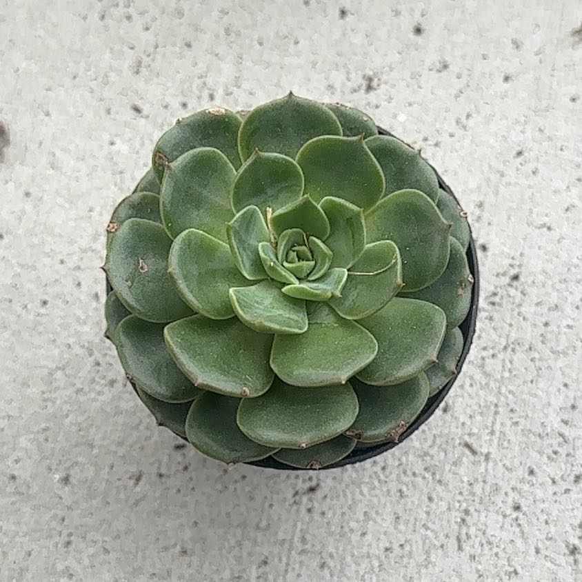 Photo of the plant species Elfstone by @LeadRedvein50 named Baesil on Greg, the plant care app