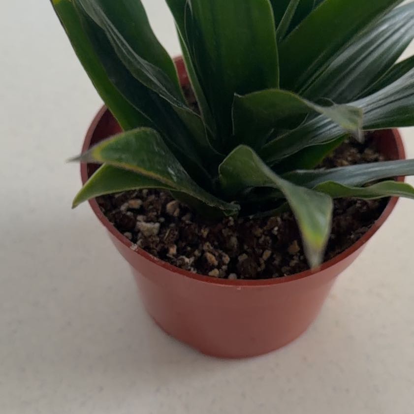 Photo of the plant species Proso Millet by @HumbleMayten16 named Oscar on Greg, the plant care app