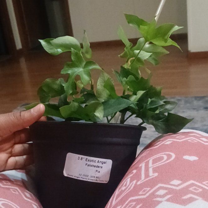 Photo of the plant species Tree ivy by @ZanyAgarito61 named Hilda on Greg, the plant care app