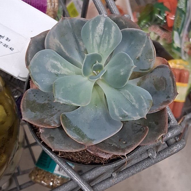 Photo of the plant species Echeveria 'Dusty Rose' by @artyscl0set named Cassius on Greg, the plant care app