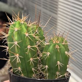 Photo of the plant species Giant Neoraimondia by @ZingGollum90 named Elina on Greg, the plant care app