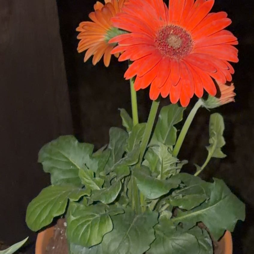 Photo of the plant species Gerbera Daisy by @ZingGollum90 named Fred on Greg, the plant care app
