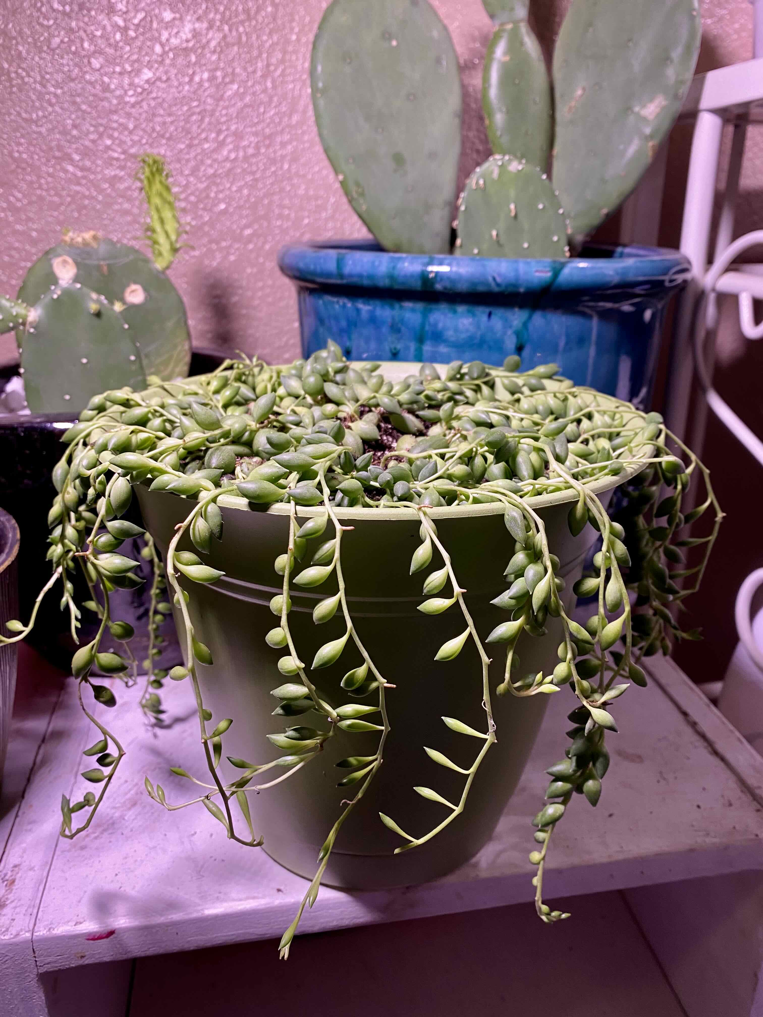 Potted String of Raindrops plant with trailing stems and bead-like leaves, surrounded by other potted plants.