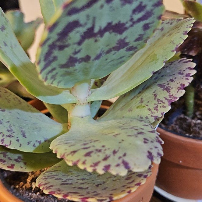 Photo of the plant species Penwiper Plant by @ChiefSapote78 named Kendall on Greg, the plant care app