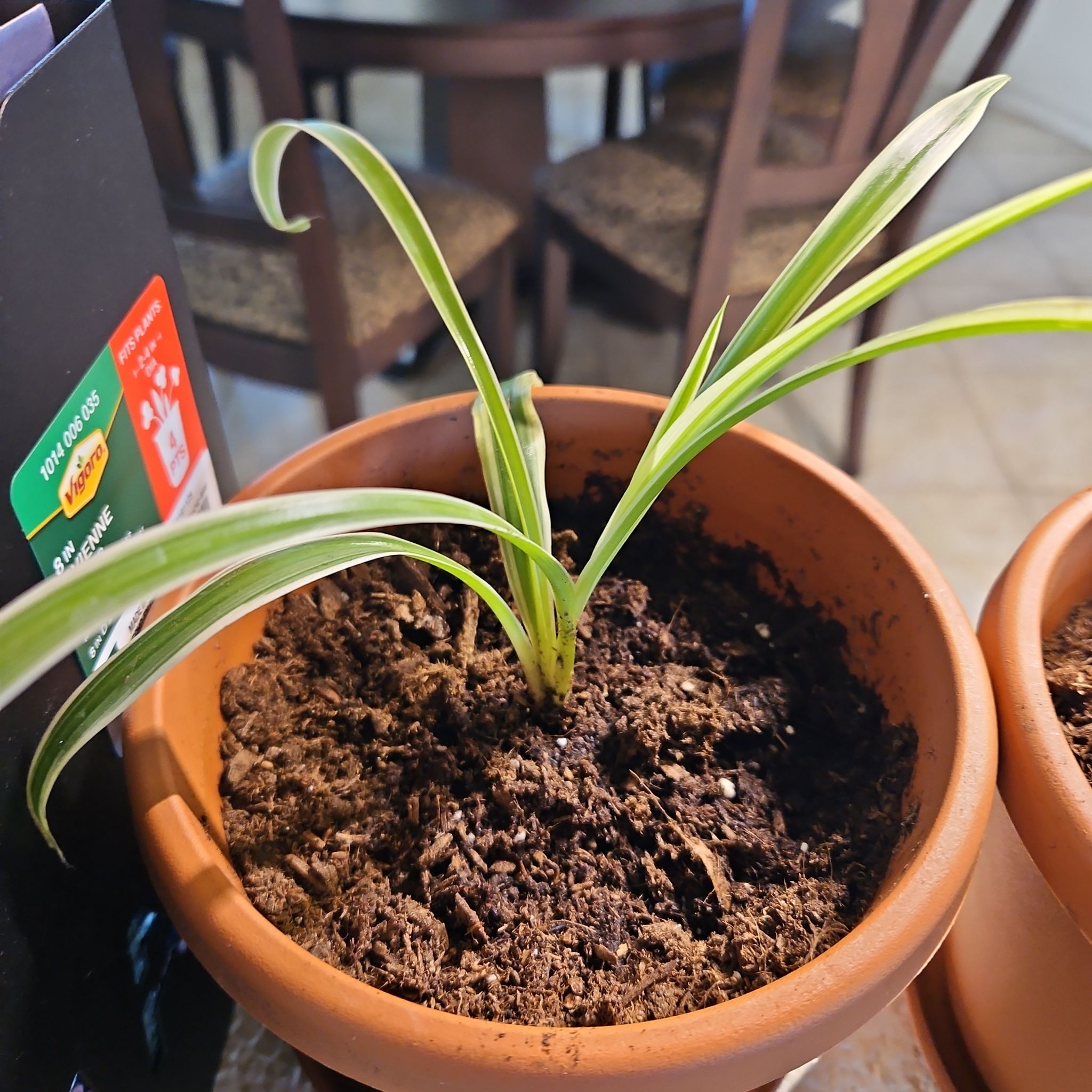 Photo of the plant species Ocean Spider Plant by @ChiefSapote78 named Bieber on Greg, the plant care app