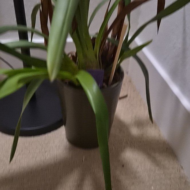 Photo of the plant species Cymbidium Orchid by @CozyJicaro34 named Aria on Greg, the plant care app