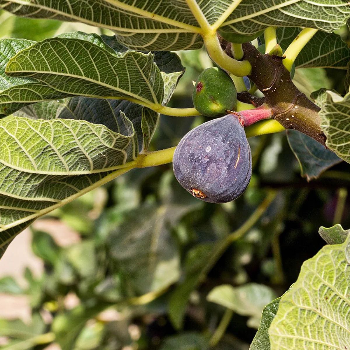 Photo of the plant species Negronne Fig by @GladJade18 named Naomi on Greg, the plant care app