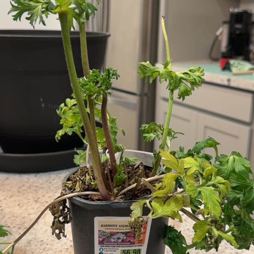 Photo of the plant species Anemone by @LeadPitayita17 named Doja Cat on Greg, the plant care app