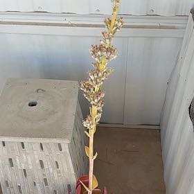 Photo of the plant species Oldwoman by @HighBacchus12 named Harry on Greg, the plant care app