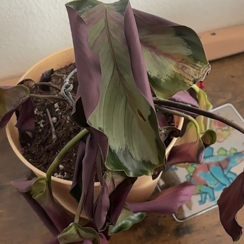 Photo of the plant species Northern lights by @ManyGuasca66 named Gaga on Greg, the plant care app