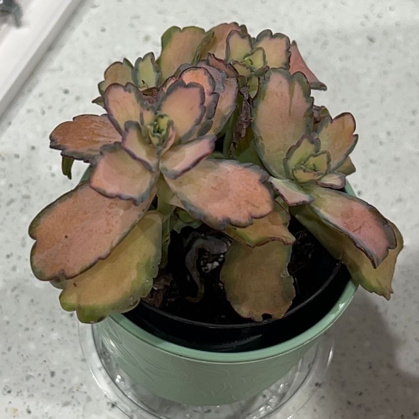 Photo of the plant species Kalanchoe 'Stained Glass' by @FitChayote67 named Surya Glass on Greg, the plant care app