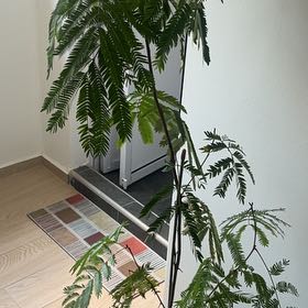 Photo of the plant species Silk Tree by @staceplant named Miley on Greg, the plant care app