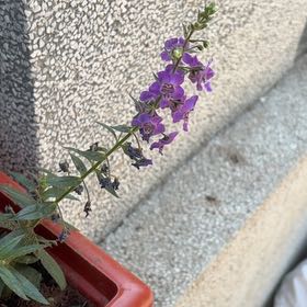 Photo of the plant species Purple Toadflax by @FitGollum11 named Figyonce on Greg, the plant care app