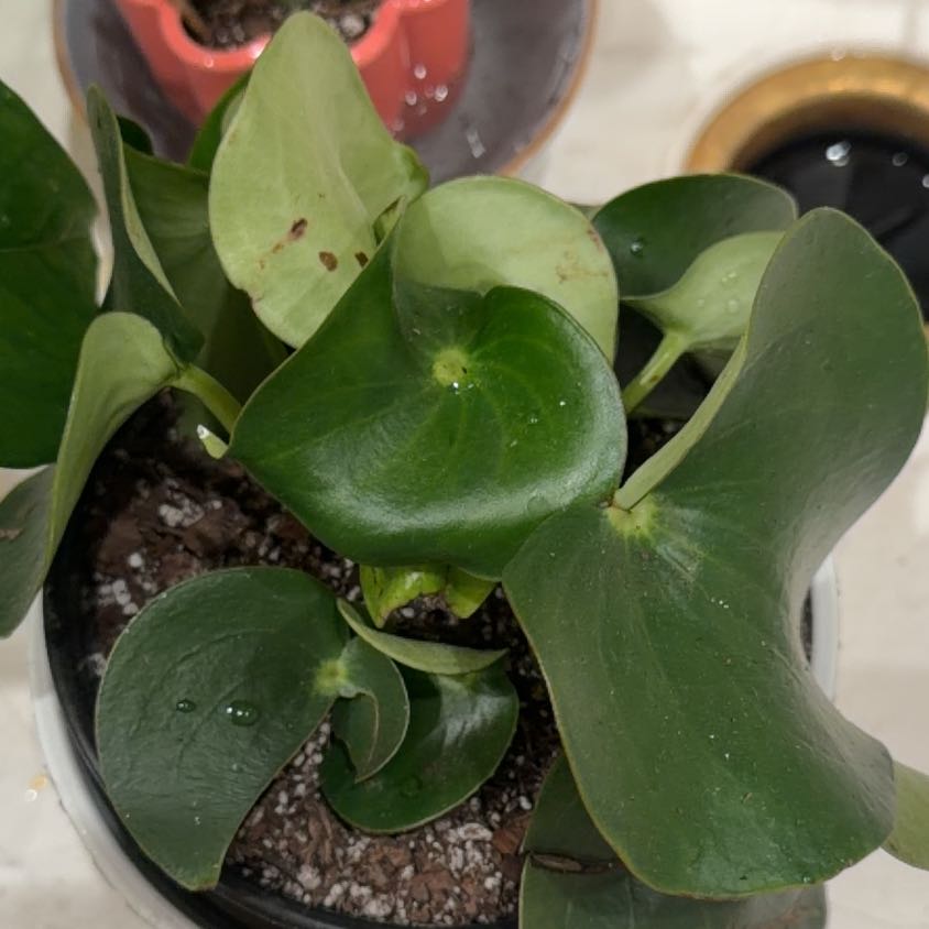 Photo of the plant species Coin Leaf Peperomia by @SocialChives80 named Messi on Greg, the plant care app