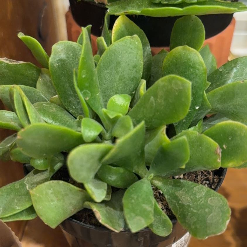 Photo of the plant species Crassula by @SocialChives80 named Terra on Greg, the plant care app