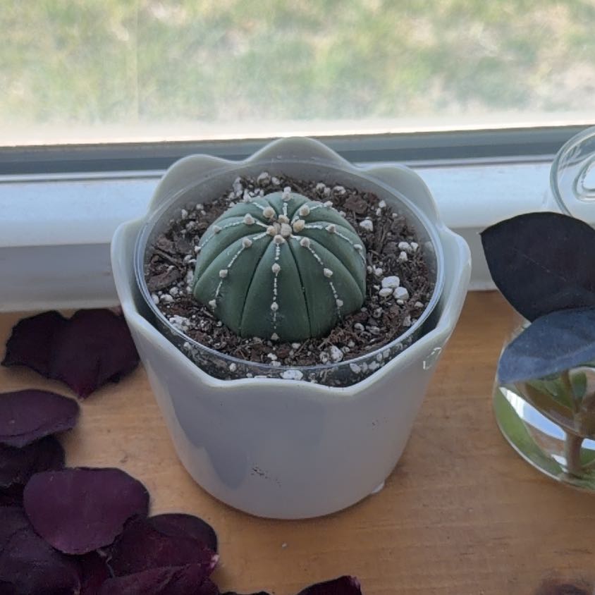 Photo of the plant species Sand Dollar Cactus by @SocialChives80 named Hemingway on Greg, the plant care app